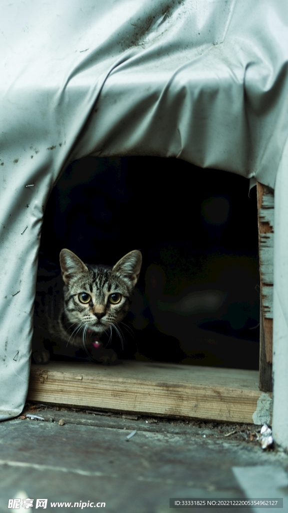 猫