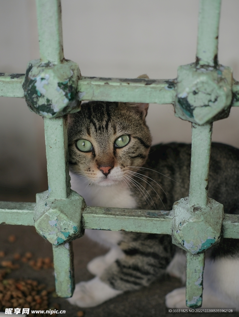 猫