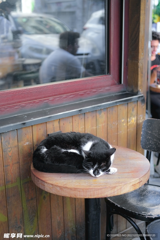猫
