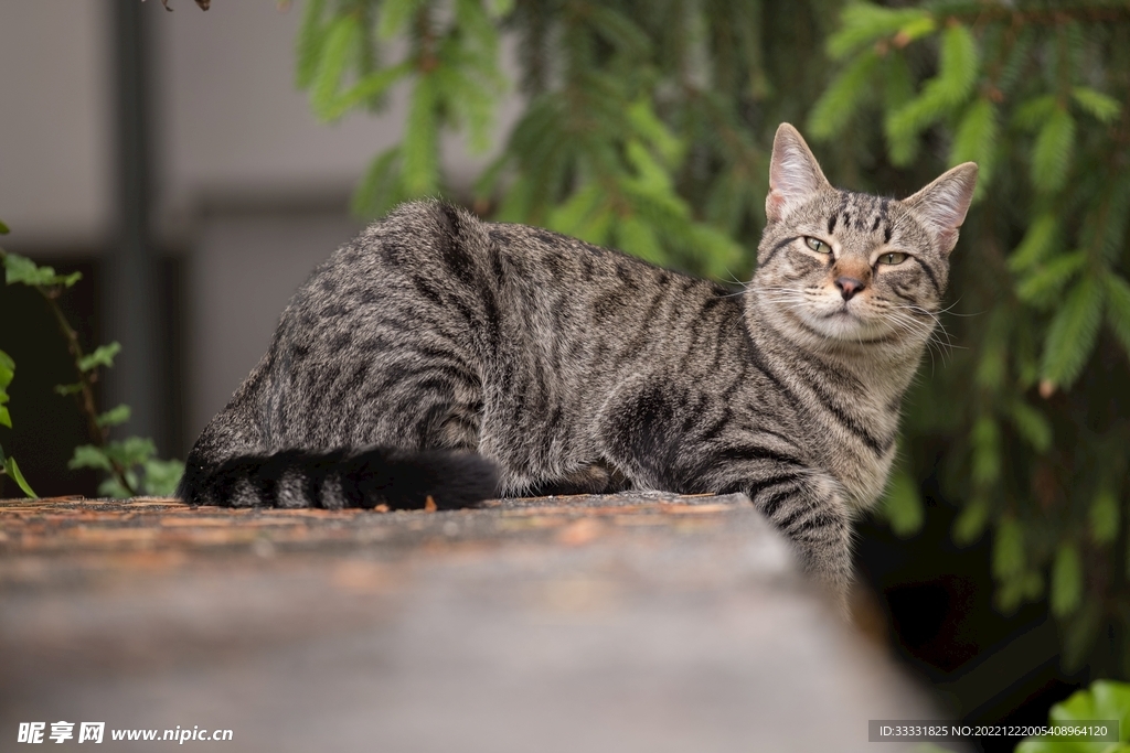 猫