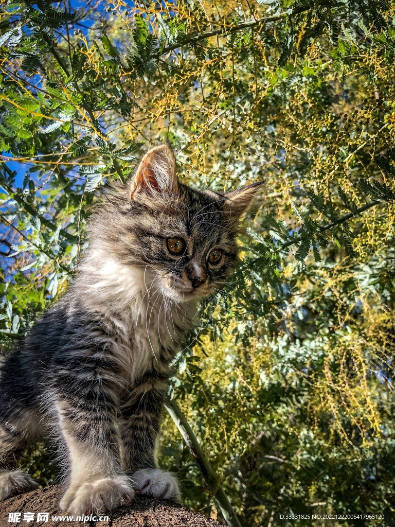 猫