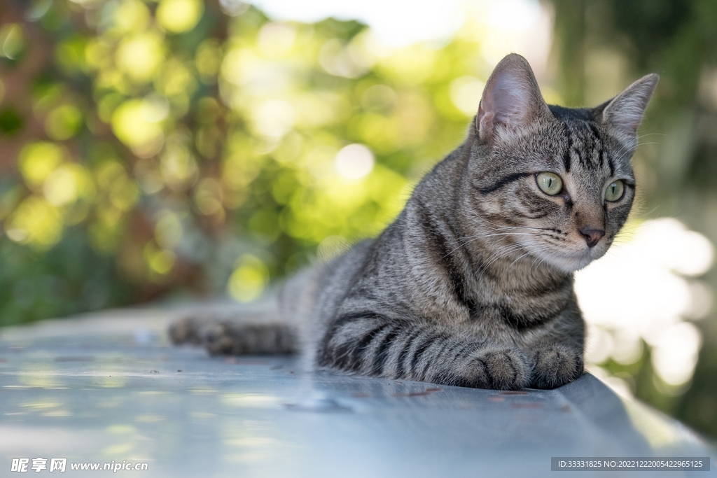 猫