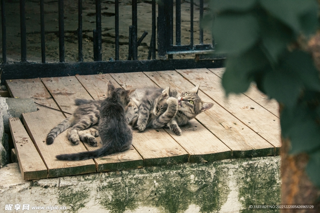猫