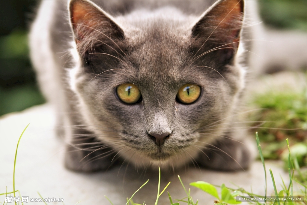 猫
