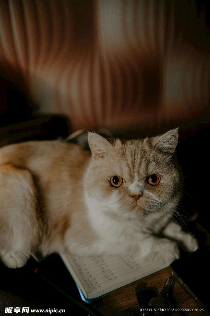 猫