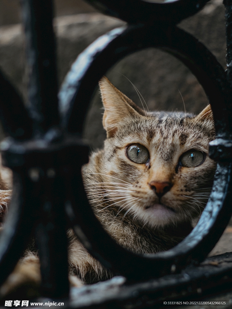 猫