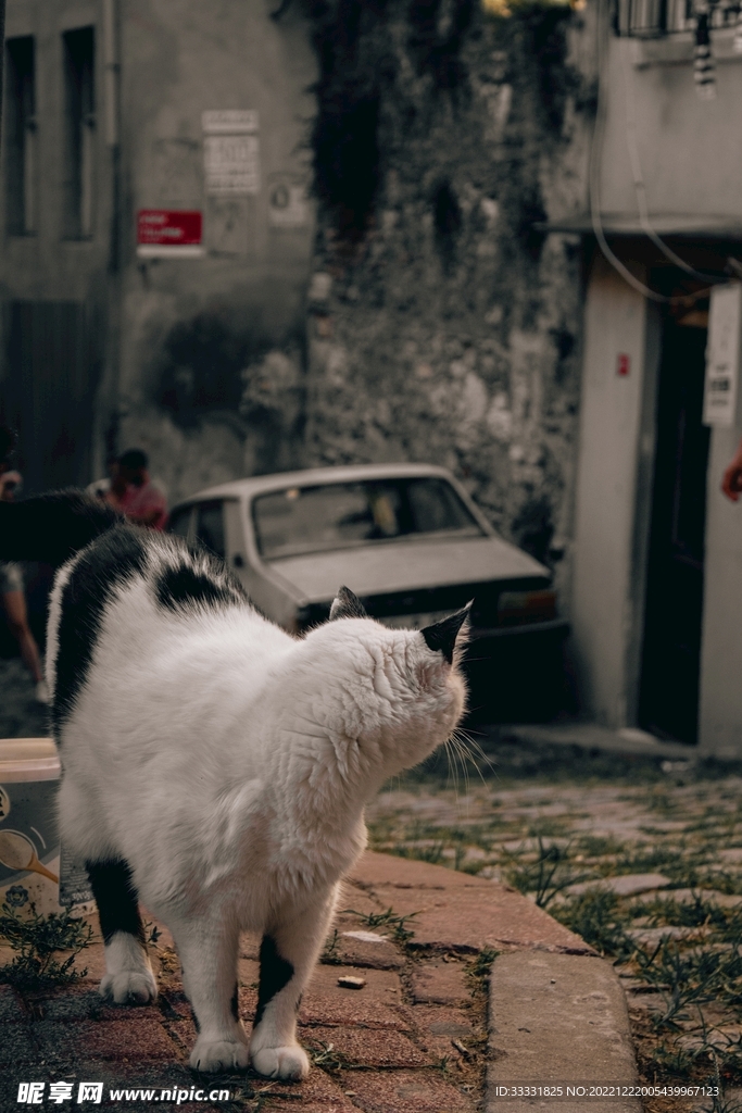 猫