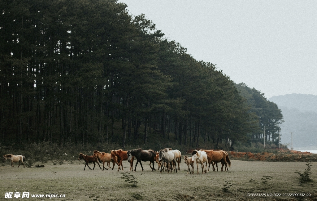 马