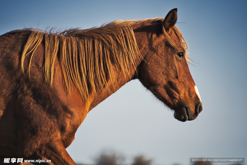 马龙教练的战术调整艺术 关键时刻阵容搭配与节奏掌控