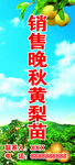 销售晚秋黄梨苗