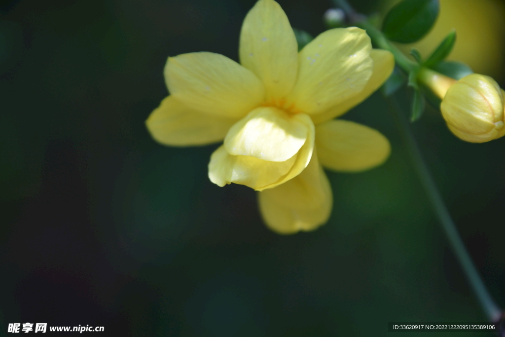 迎春花