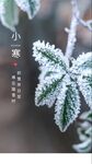 节气刷屏