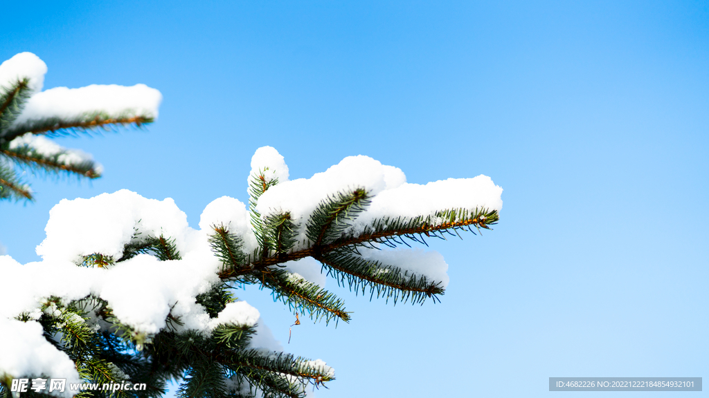 辽宁抚顺高尔山风景区松枝白雪