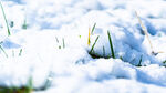 辽宁抚顺高尔山风景区雪地小草