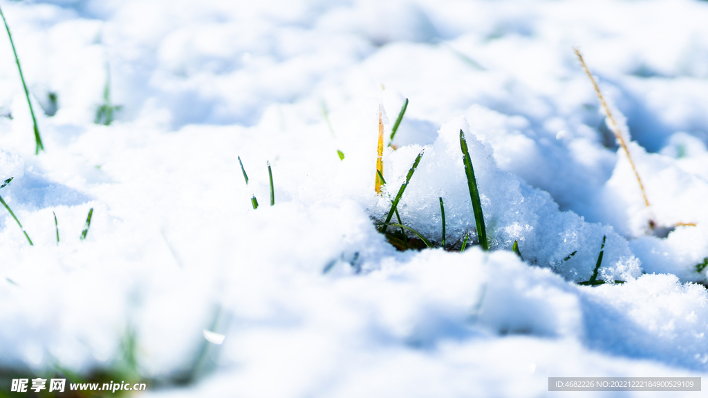 辽宁抚顺高尔山风景区雪地小草