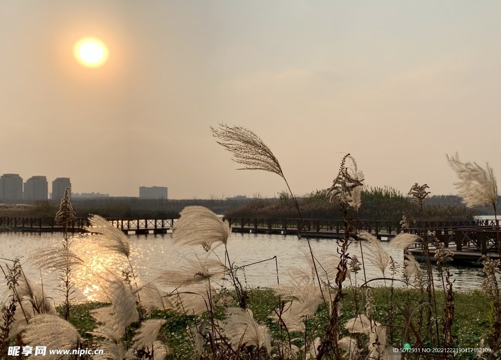 夕阳下的芦苇