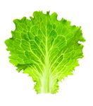 生菜