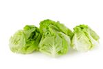 生菜