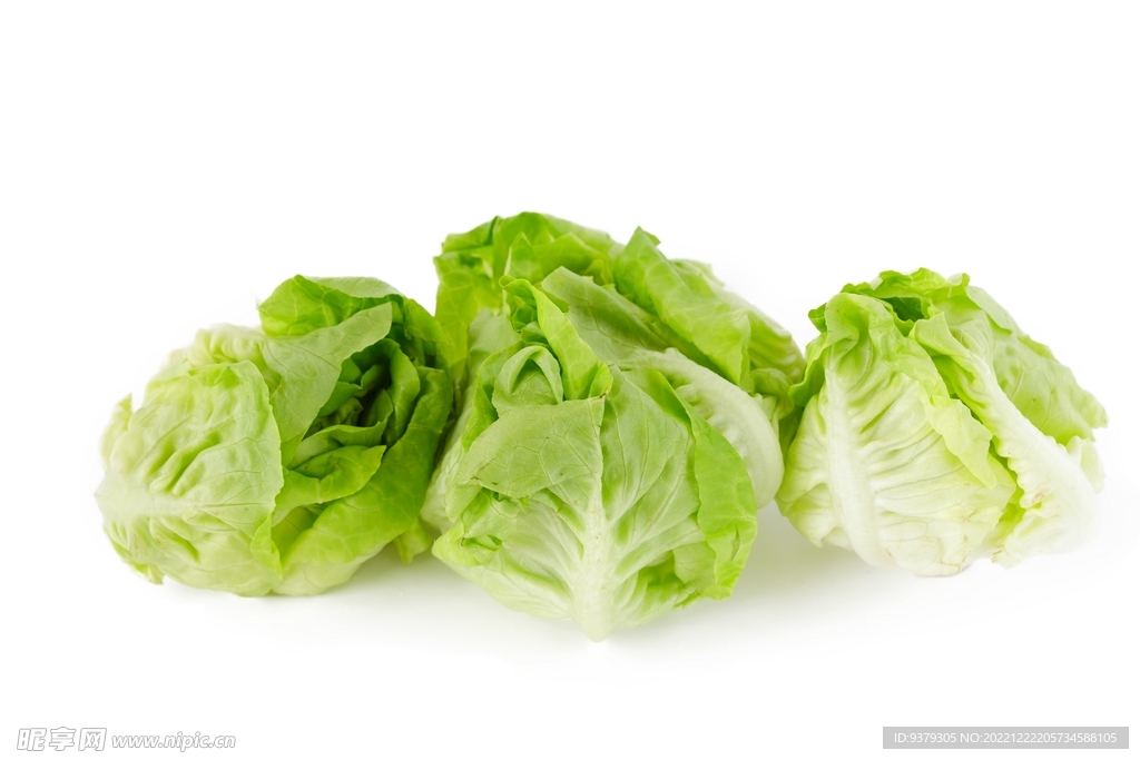 生菜