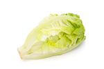 生菜 