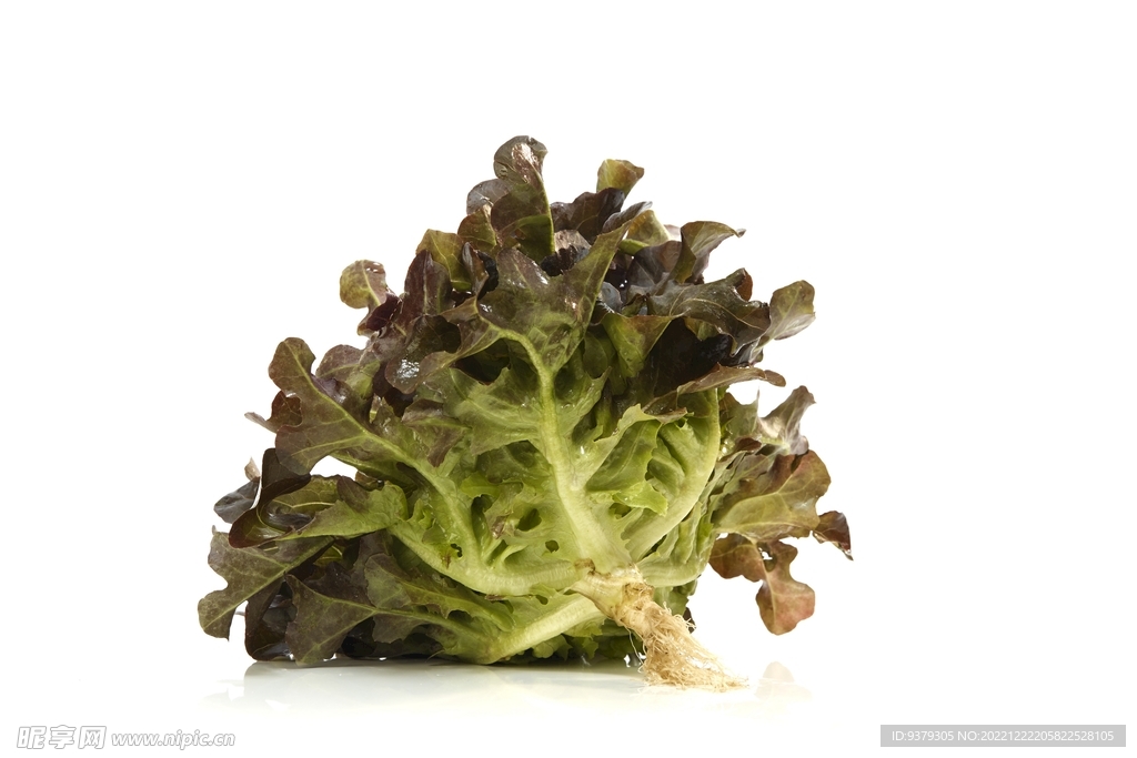 生菜