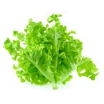 生菜
