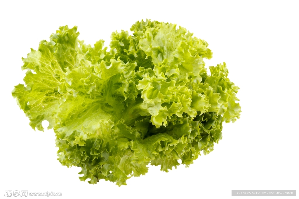 生菜