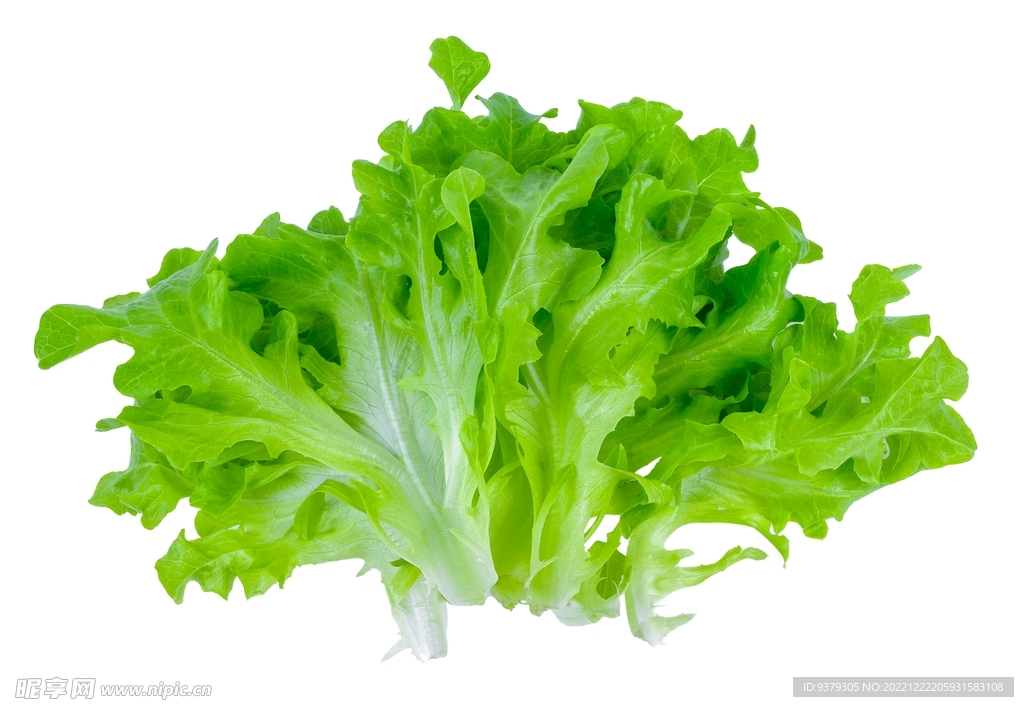 生菜