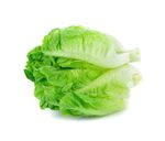 生菜