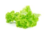 生菜
