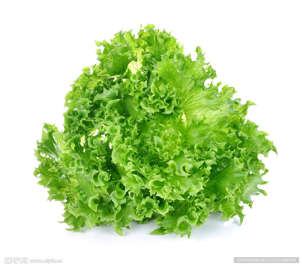 生菜