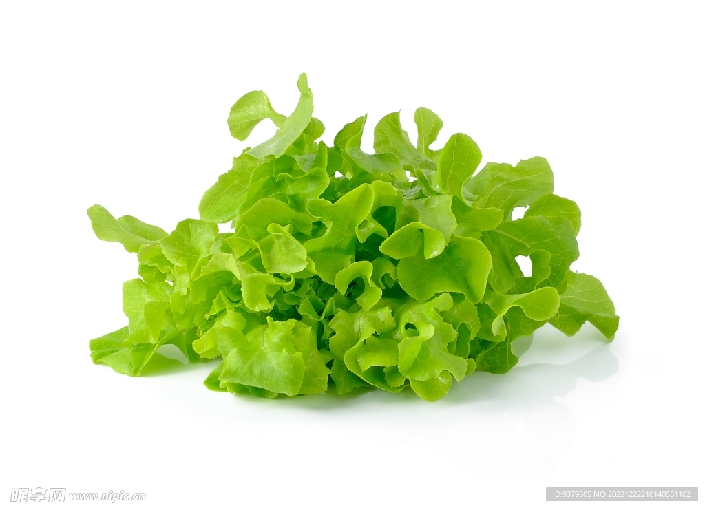 生菜