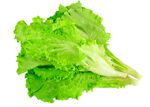 生菜