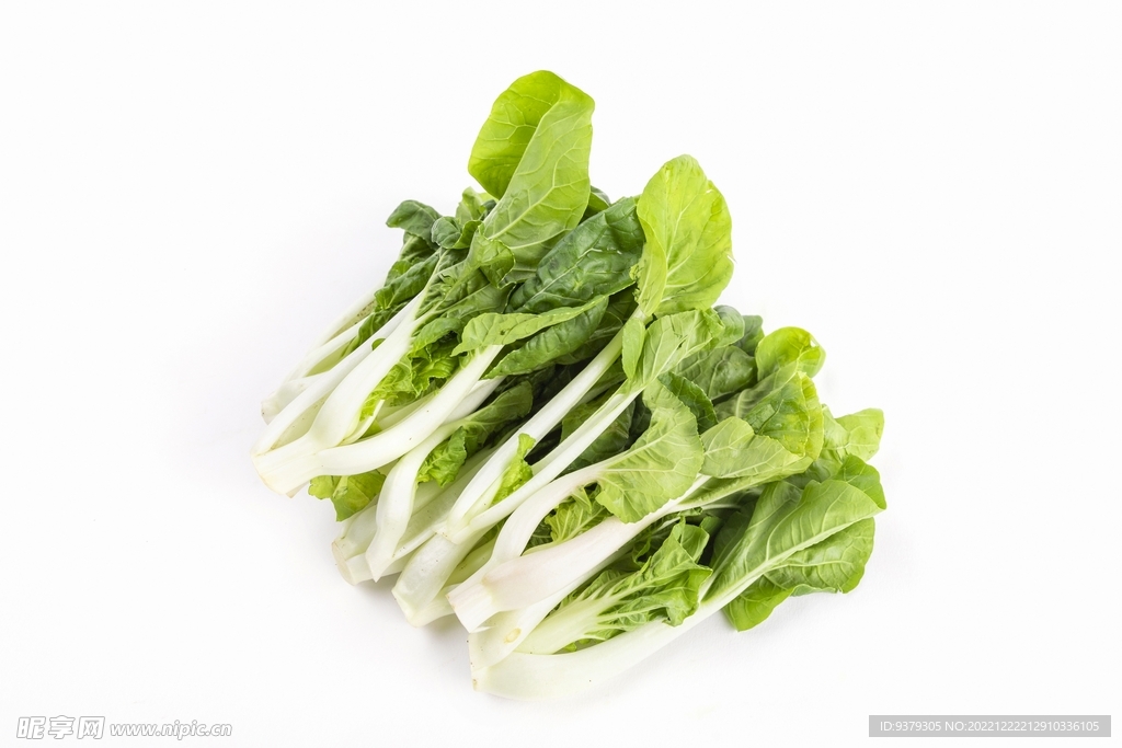 洋白菜
