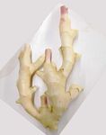 子姜