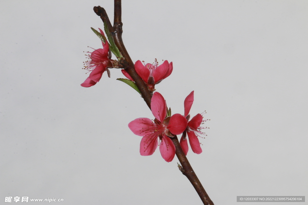 桃花