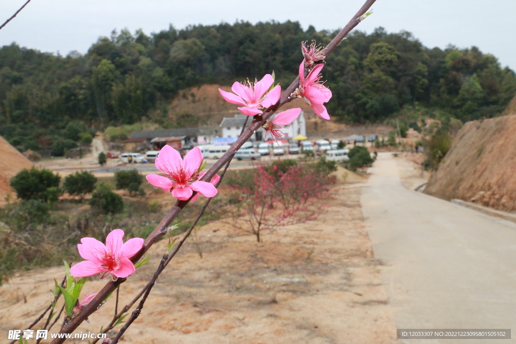 桃花