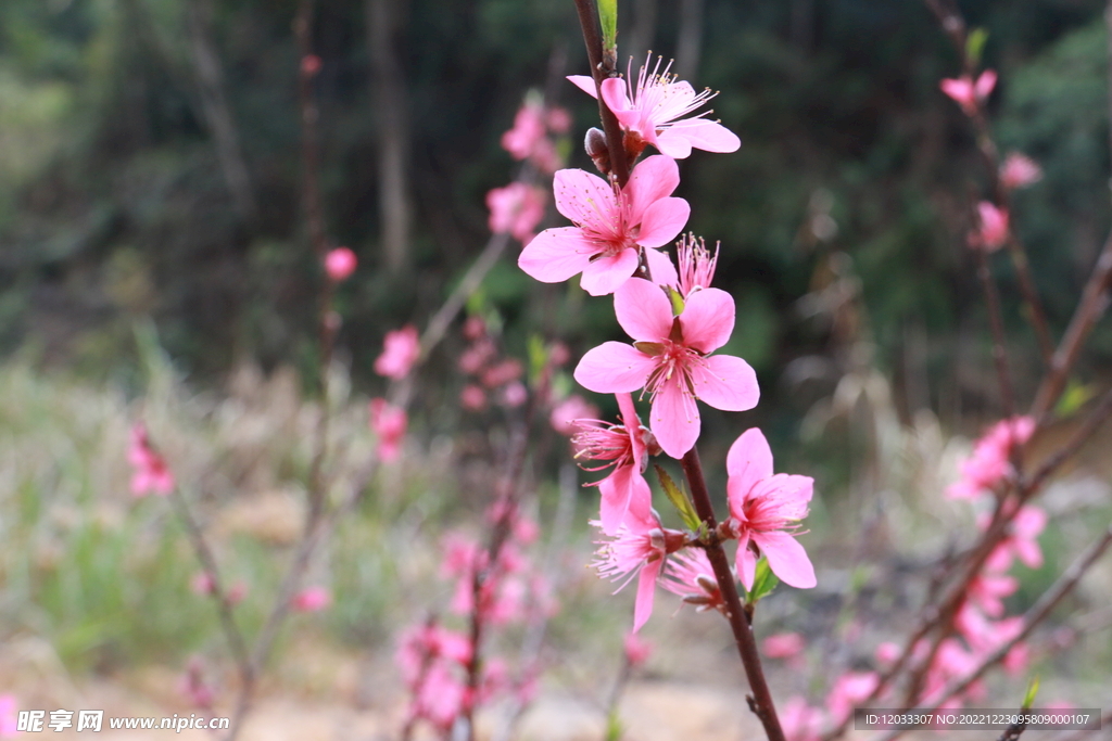 桃花