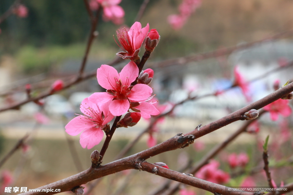 桃花