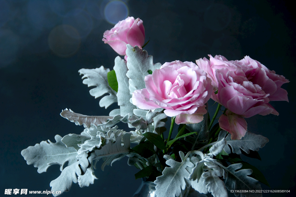 玫瑰花与银叶菊