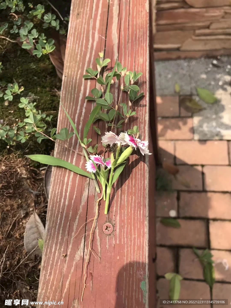 小花花朵花卉 