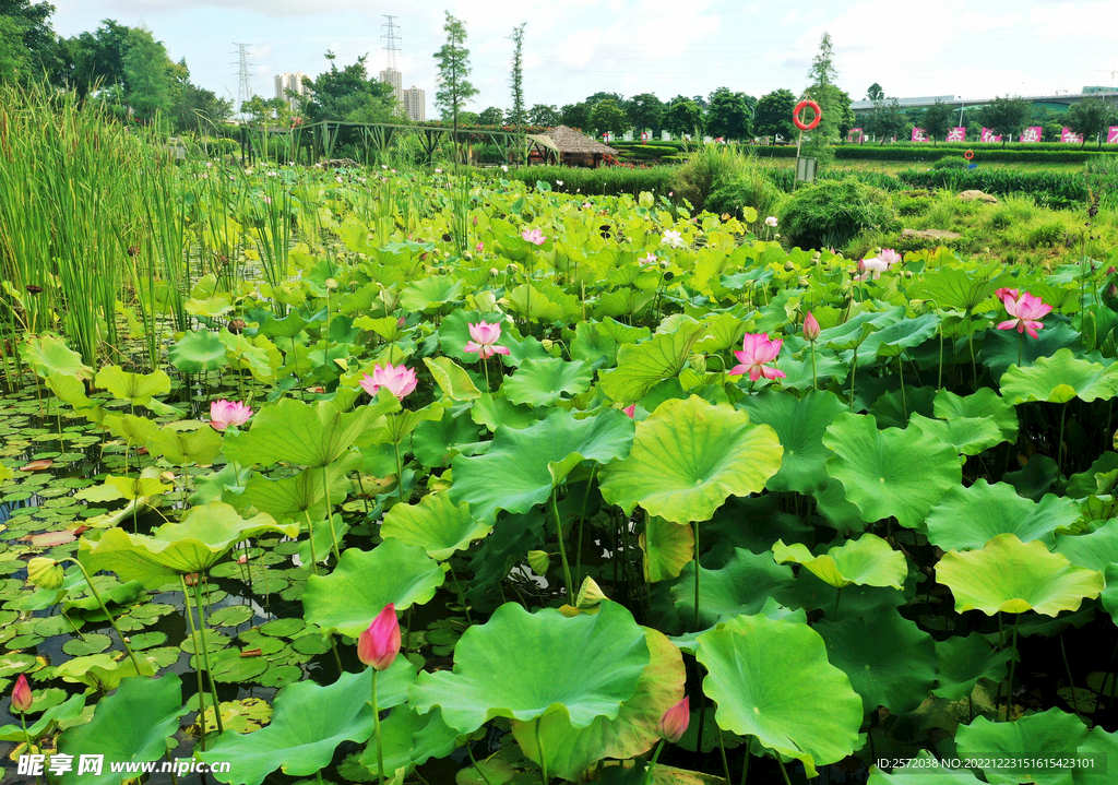 广西南宁那考河湿地公园