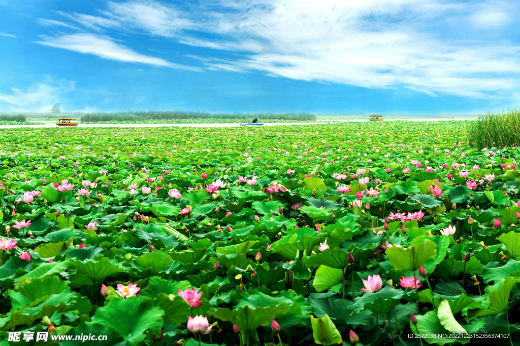 河南淮阳龙湖湿地