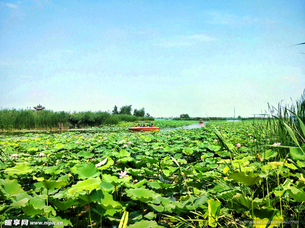 河南淮阳龙湖湿地