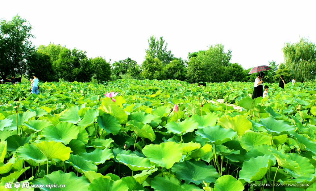 河南淮阳龙湖湿地