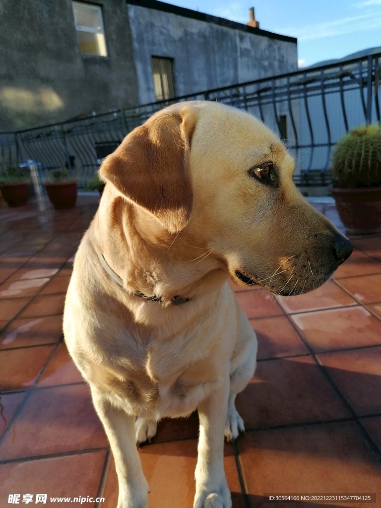 狗