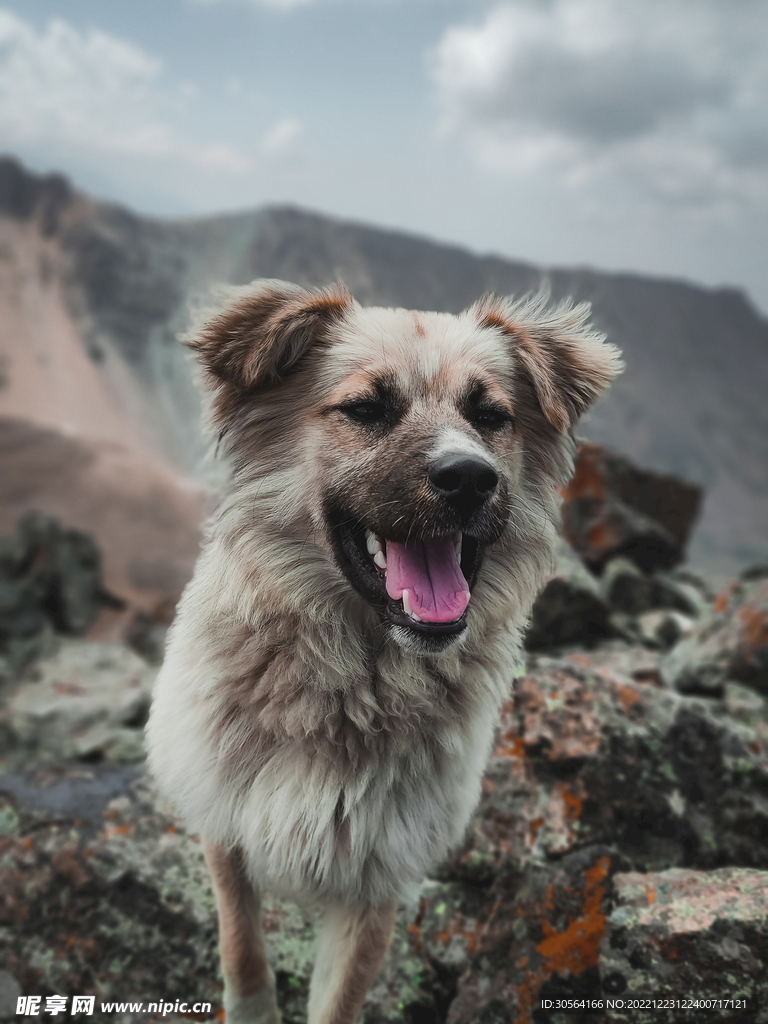 狗