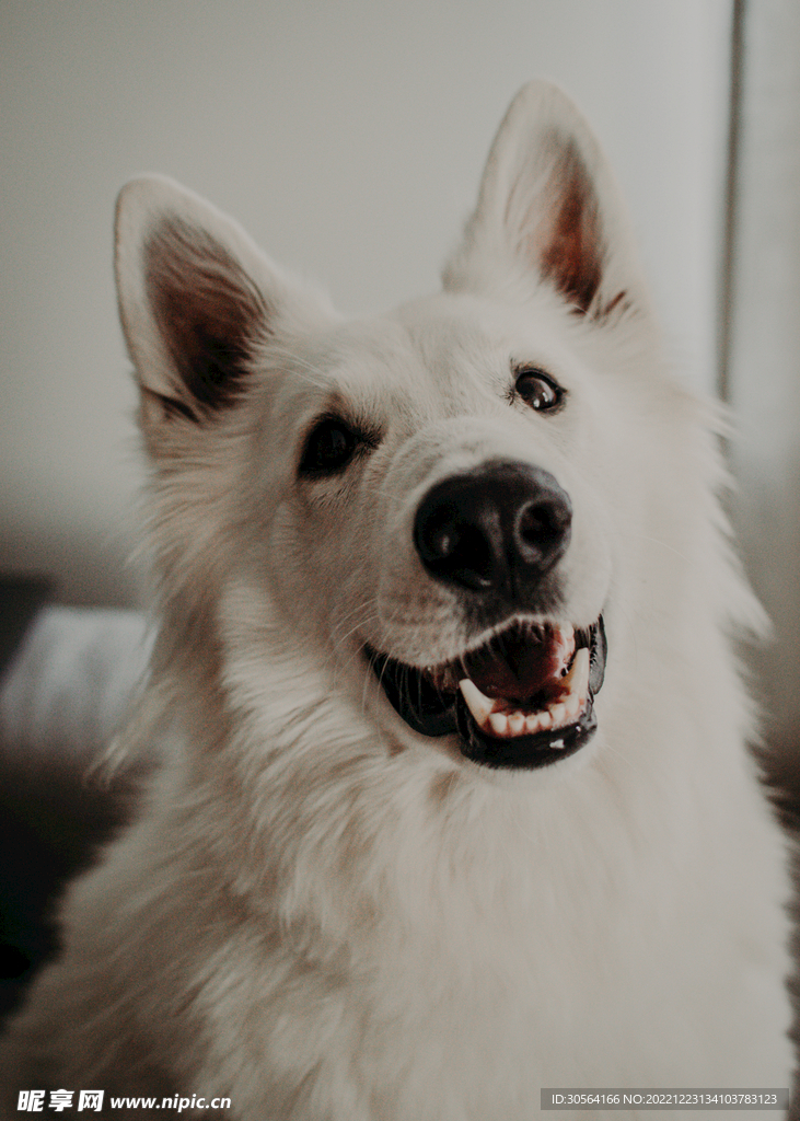 狗