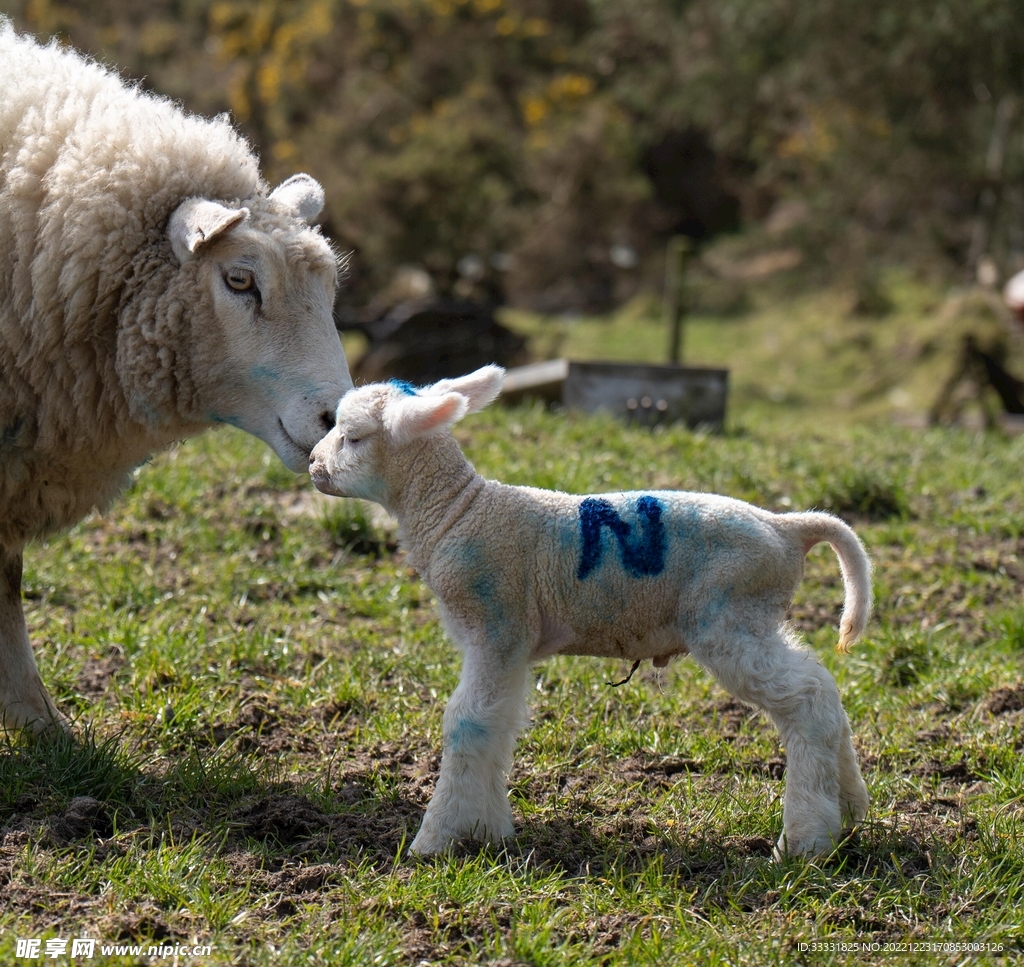 羊