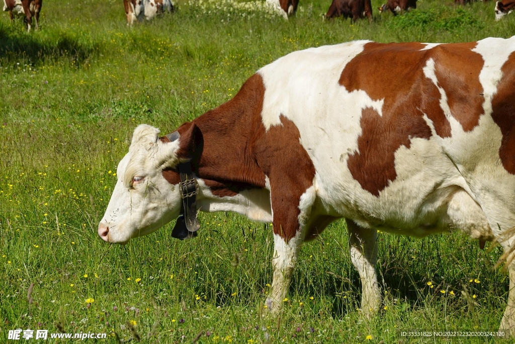 牛